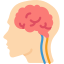 brain