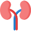 kidneys