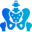 pelvis