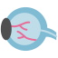 retina