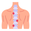 spinal cord